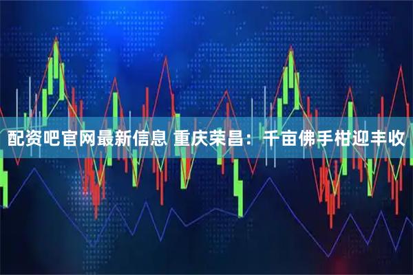 配资吧官网最新信息 重庆荣昌：千亩佛手柑迎丰收